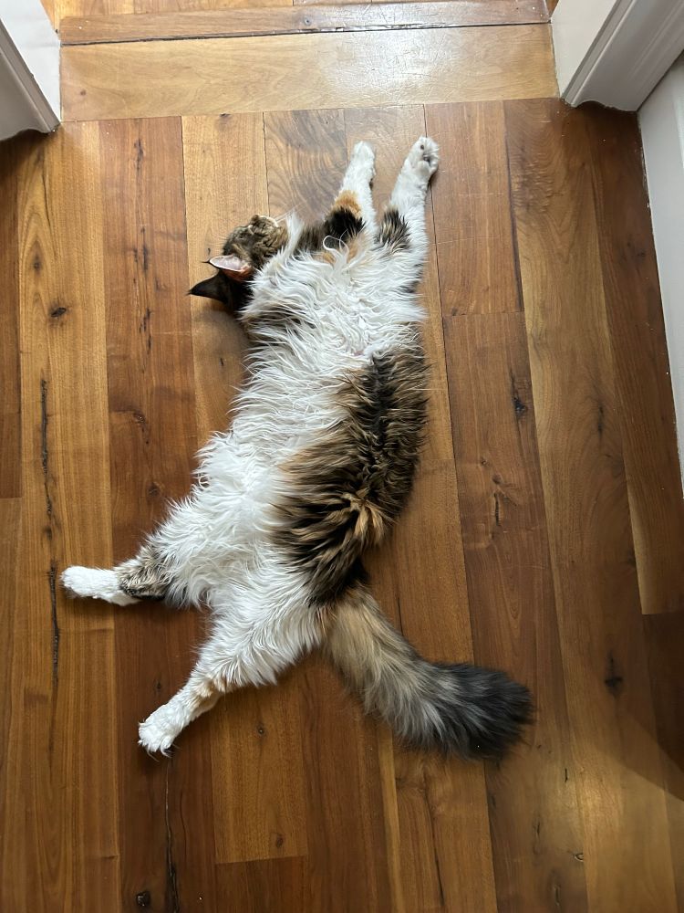 Cat lying on the floor belly up with head, tail and paws pointing in weird directions.