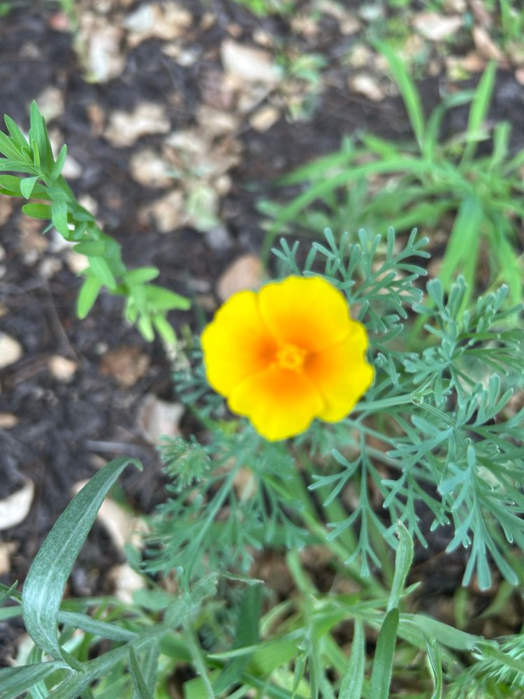 A California poppy: orange in the center to bright yellow petal edges.