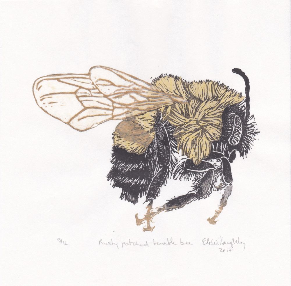 My linocut print rusty-patched bumble bee (Bombus affinis) is handprinted on Japanese white and yellow papers, 8" x 8" or (20.3 cm x 20.3). It is black with copper feet and veins on its wings with a fuzzy yellow back with distinct bronze “rusty patch”.