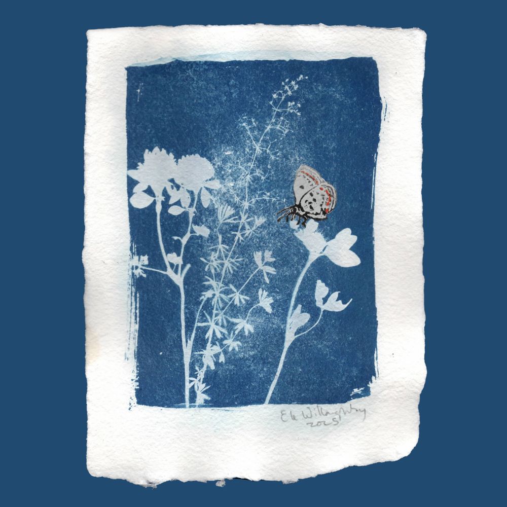 As described, this is my unique hand made cyanotype on handmade paper with a deckle edge, about  7.25" x 9.75" with an image purple clover and bedstraw plus a lino block printed endangered Karner blue butterfly.