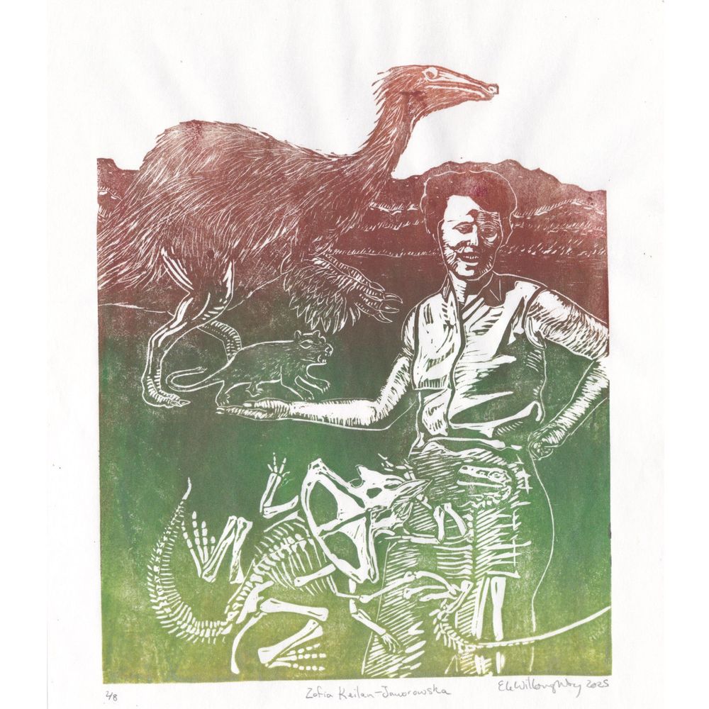My linocut portrait of Zofia Keilan-Jaworowska shows her as in slacks and sleeveless button down with collar turned in a 3/4 view with her right arm extended and left arm bent and resting on the small of her back. She has short hair and appears brightly lit from the left side. In front of her are the Fighting Dinosaurs fossils: a protoceratops and velociraptor entwined. Above her hand is a Cretaceous rodent Catopsbaatar and behind her is a Deinocheirus dinosaur. She is in the field in Mongolia with mountains in the distance. The print is made in a gradient of sandy golden green through dark green-brown through a dark rust from the bottom to the top.