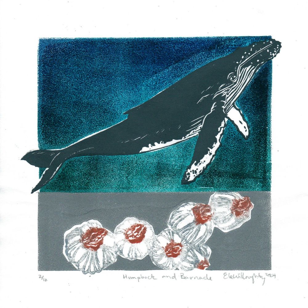 My square 8” x 8” print on white washi paper. The upper two thirds are printed as a deep blue-green rectangle with missing unprinted white silhouette of a humpback whale now filled with a linocut print of the humpback in dark blue-grey. The tip of its mouth and tail extend into the white margin space. The bottom third is a grey rectangle with the missing silhouettes of 6 barnacles unprinted in white now filled with linocut C. diadema barnacles with silver striations and orange centres with opercular valves.