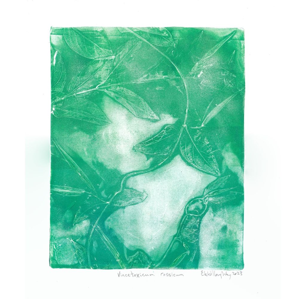 my gel plate print of Vincetoxicum rossicum, also known as European swallowwort, or Dog-strangling Vine, in blue and green ink on white paper 11” x 14”