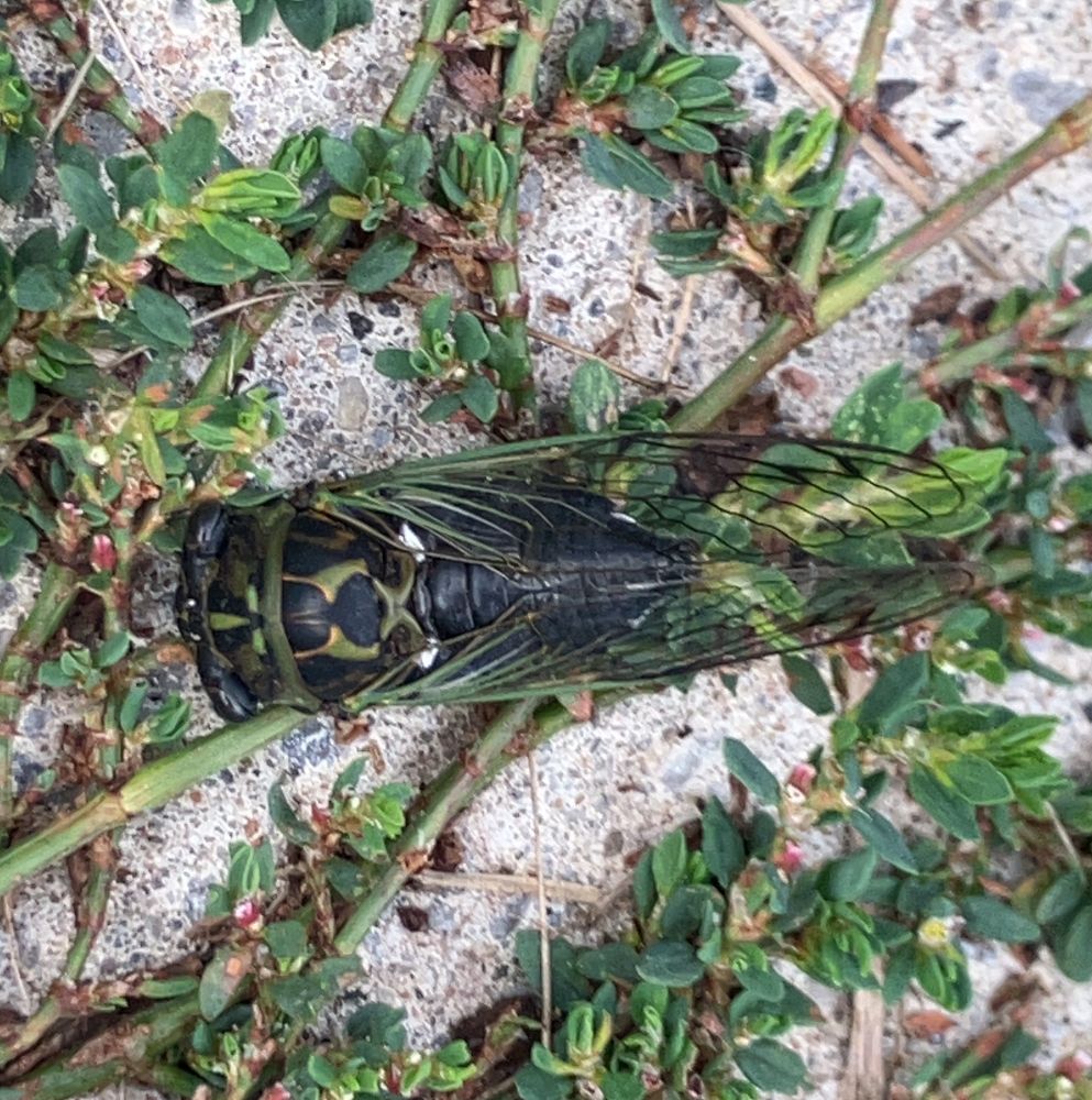 A dog-day cicada on prostrate knotweed on pavement 