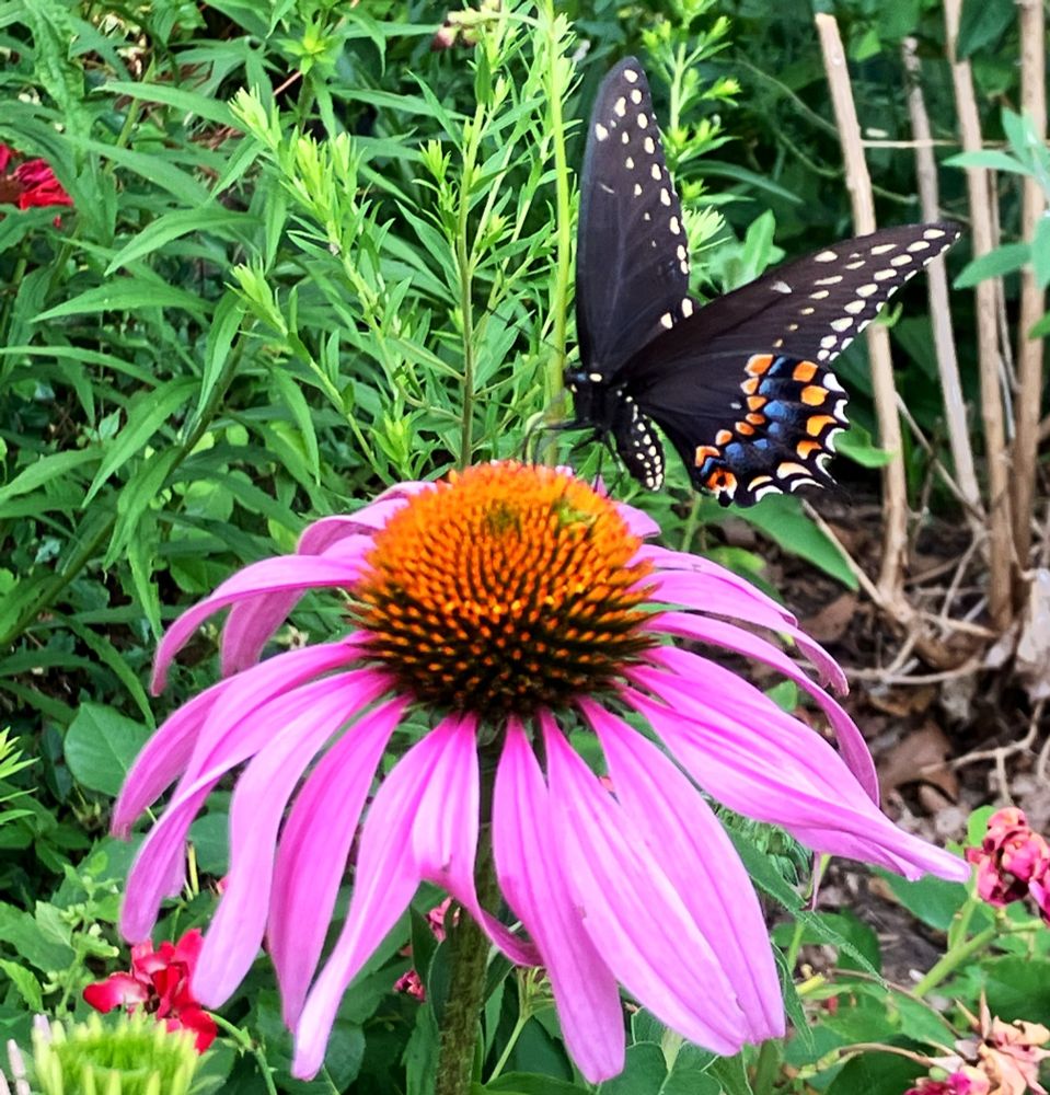 Black swallowtail butterfly on purple coneflower surrounded by other plants in a garden 