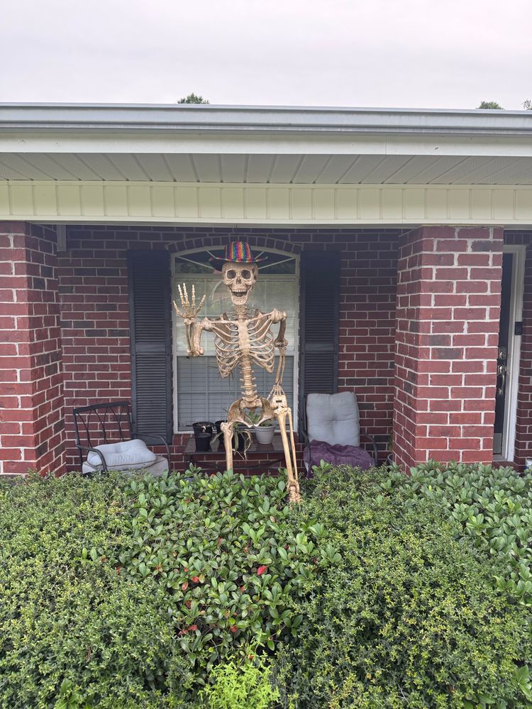 An 8’ Skeleton stepping up from the front porch into a hedge in front of a brick house. Skellyman is wearing a rainbow cowboy hat. 