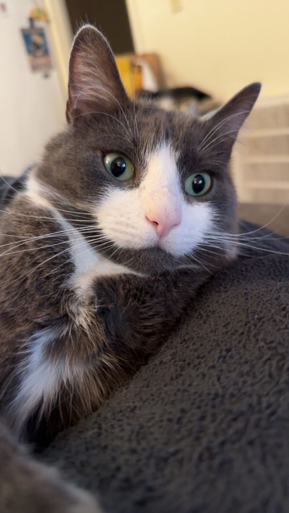 My Honeybun being his usual perfect self. Eyes vacant of all thoughts 