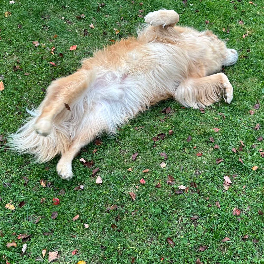A golden retriever rolling in the grass like a complete doofus. 