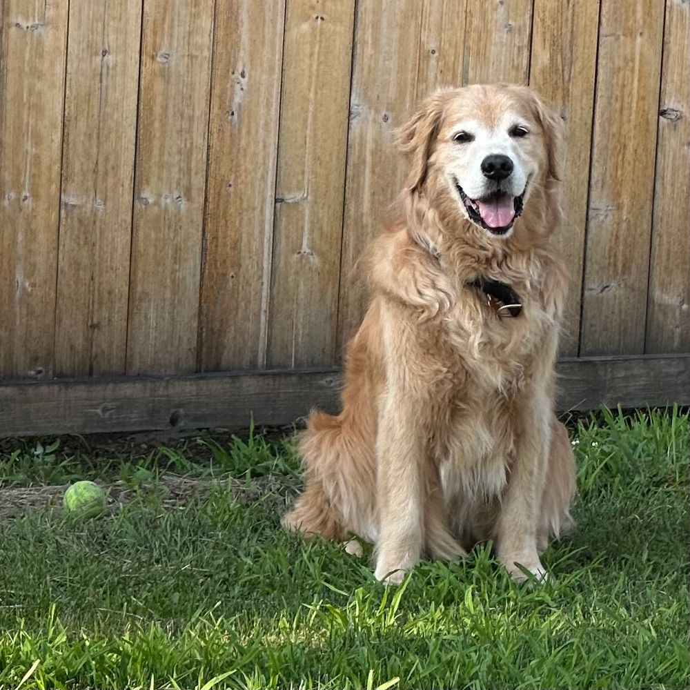 A golden retriever sitting next to his prized tennis ball, smiling contentedly after eating a fair amount of crabgrass 