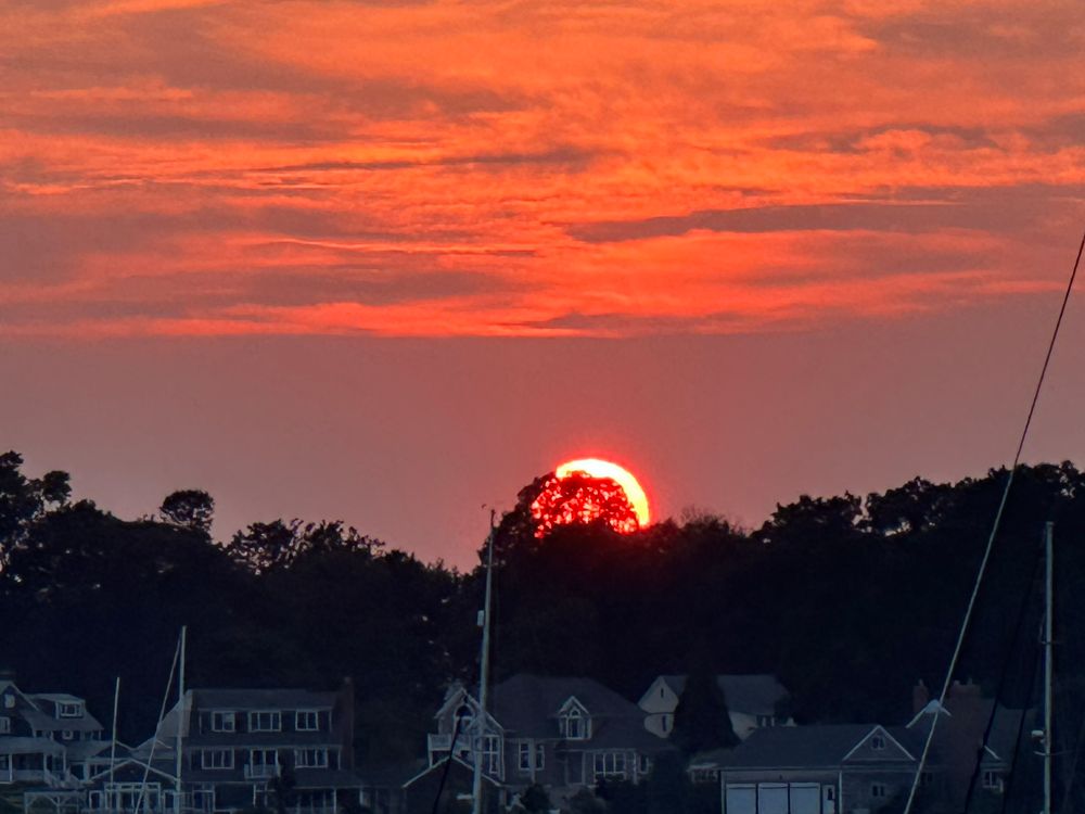 Setting sun seen through the canopy of a tree