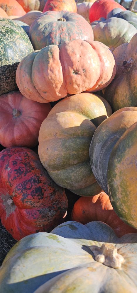 A large pile of heirloom pumpkins; orange, yellow, white, green.