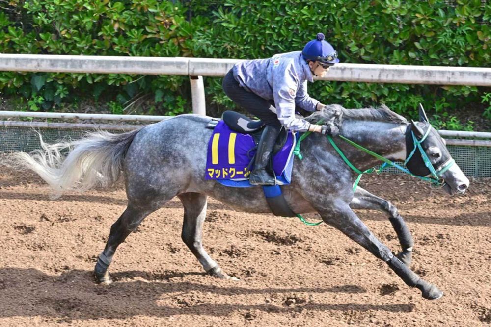 【スプリンターズＳ・生情報】〝究極仕上げ〟マッドクールが春秋連覇へ　「馬の神様」からの後押しも（東スポ競馬） - Yahoo!ニュース