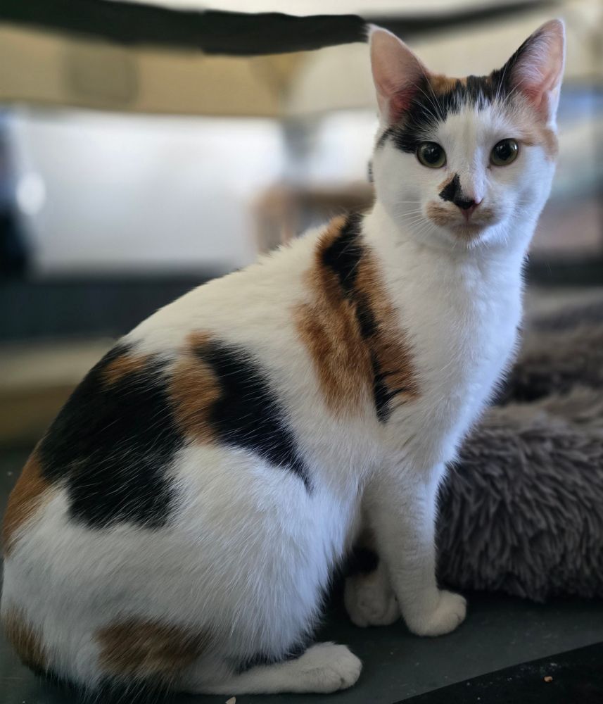 A female calico cat, named Spot, sitting in her new home after a delicious welcome meal, cheek scratches, and lots of treats.
