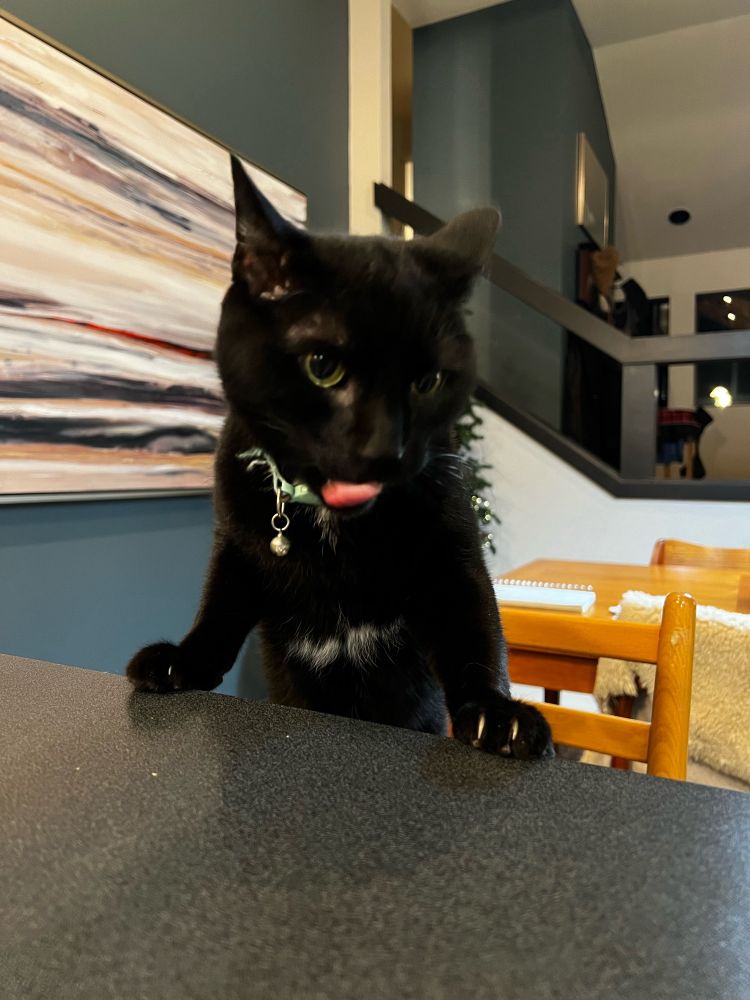 A black cat with a little white chest and a blue collar with a bell is standing on a kitchen chair and has his two front paws on the counter. His tongue is sticking out.