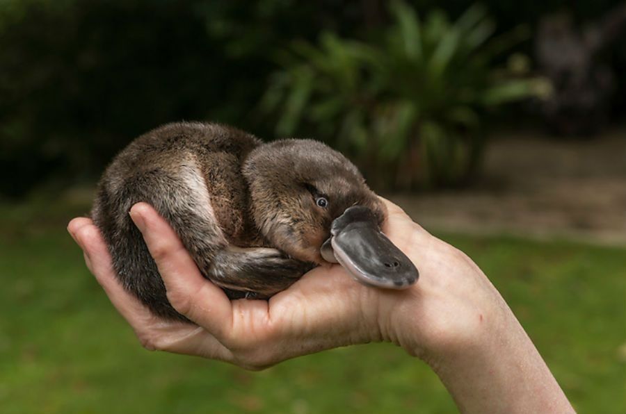 photo of a baby duckbilled platypus