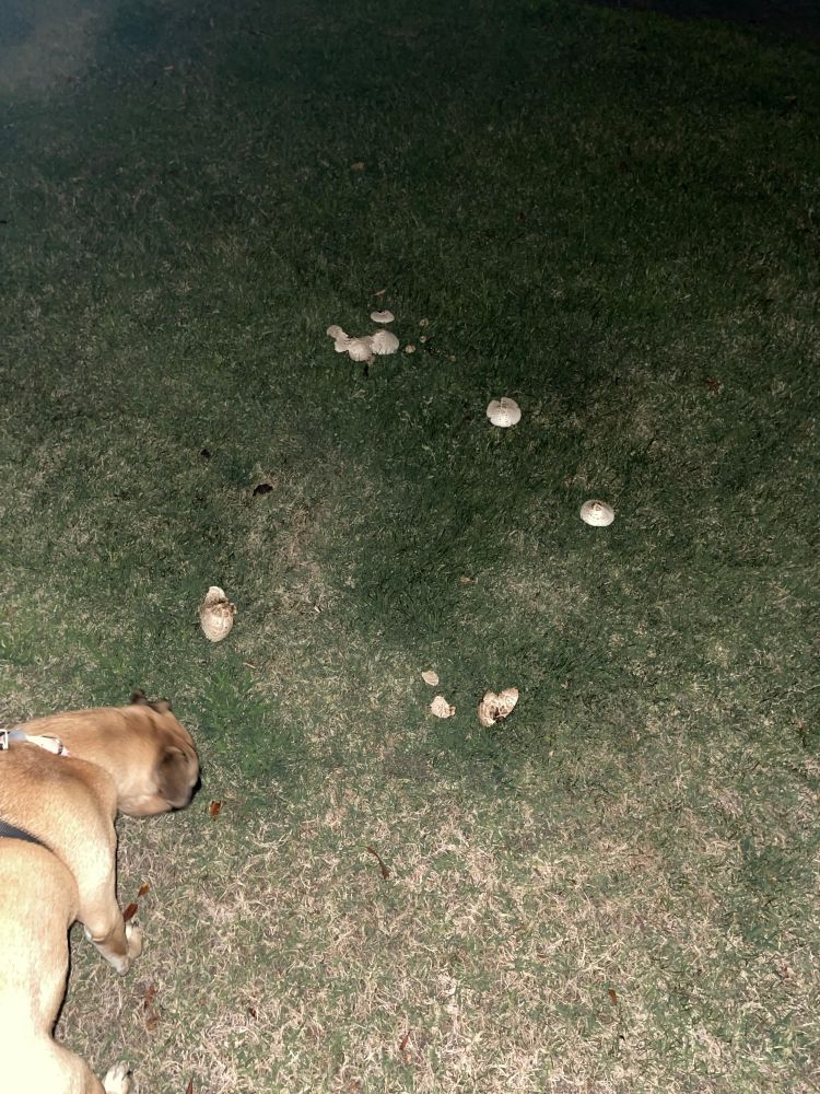 Mushrooms almost forming a circle in grass with a dog in the corner of the photo.