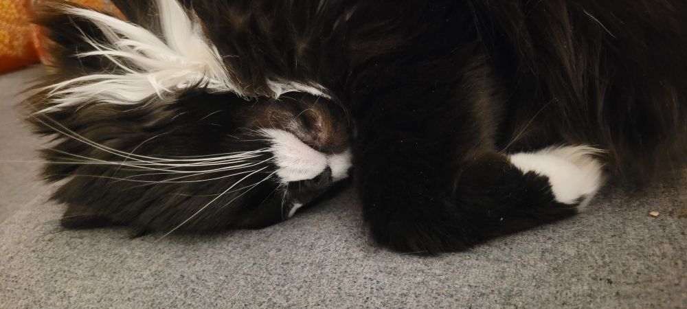 fluffy tuxedo cat fast asleep in an upside-down spiral, with her forehead smushed into the sofa and her white neck ruff radiating outward in an extravagant swirl