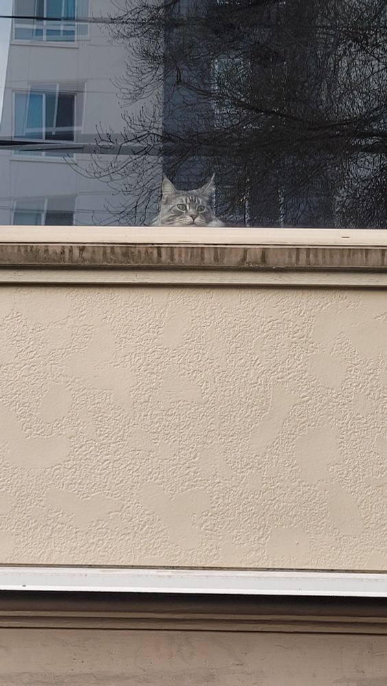 a giant cat surveys the street below