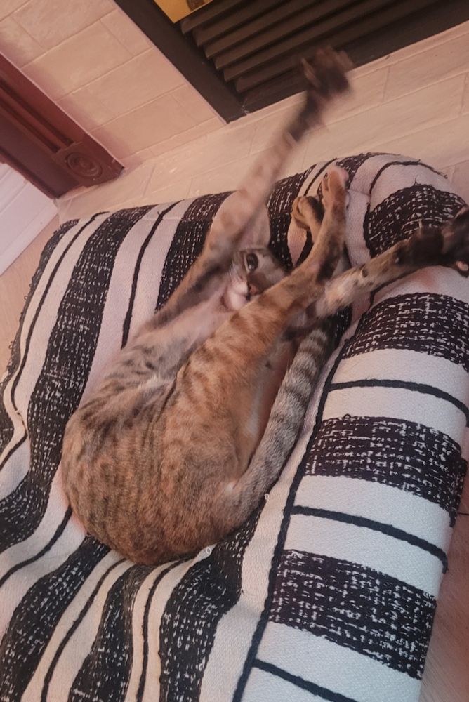 same cat stretching her ridiculous arms over her head