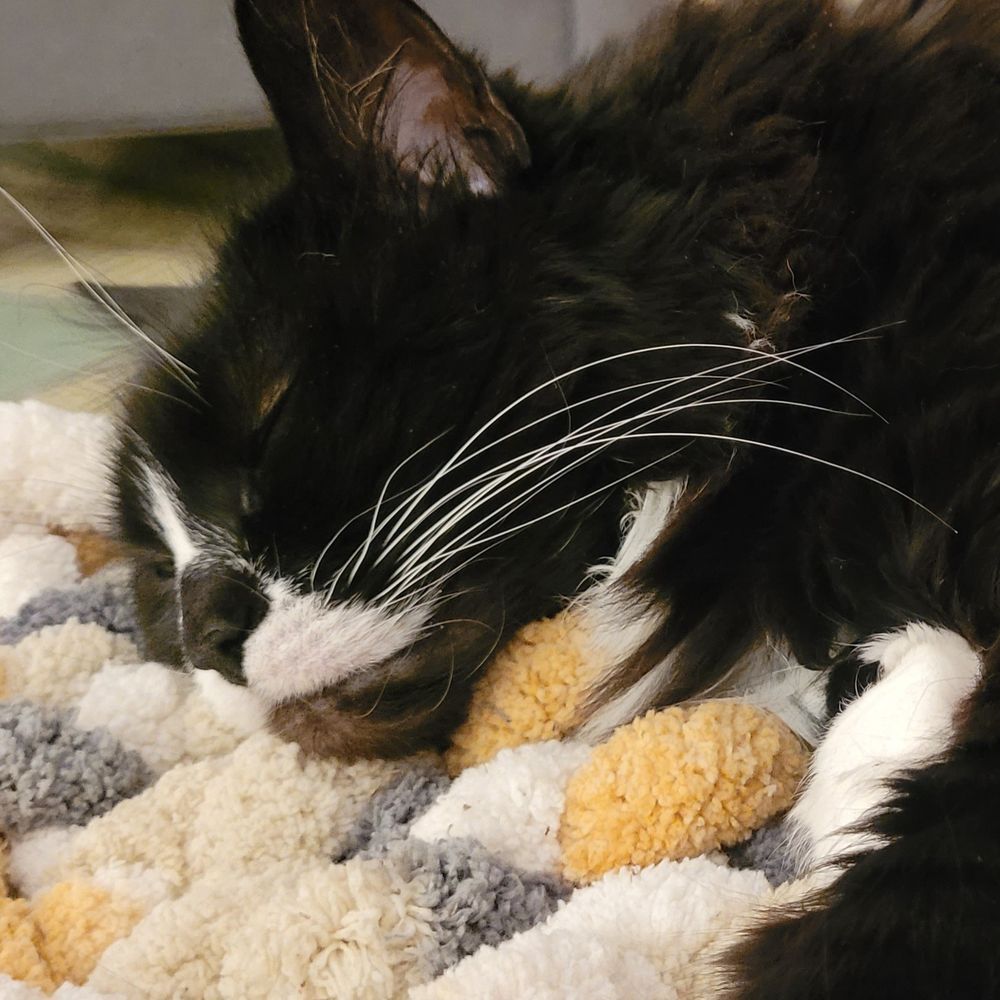 Darlene the tuxedo cat sleeping on a grey and orange blanket with very extravagant whiskers akimbo
