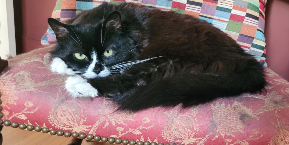 tuxedo cat curled up in a pink chair. silky fur, big green eyeballs, fluffy snowball paws, extravagant whiskers, et cetera
