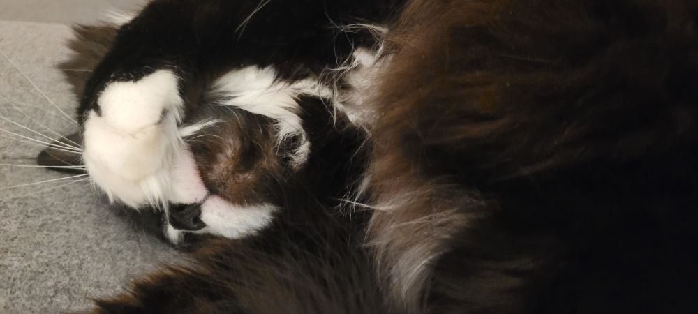 tuxedo cat in the same pose but now she has her paw flung over her face