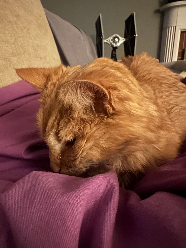 photo of the very best orange cat