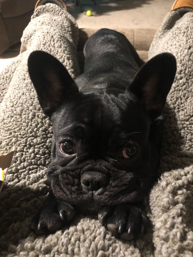 A black Frenchie puppy is lying on her paws and gazing lovingly toward the viewer.