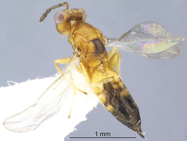 Close-up photo of a small parasitic wasp with a body length of approximately 1 mm. The wasp has a yellowish-brown thorax and darker brown abdomen, with transparent, iridescent wings. Its segmented antennae are visible, and it is mounted on a white surface.