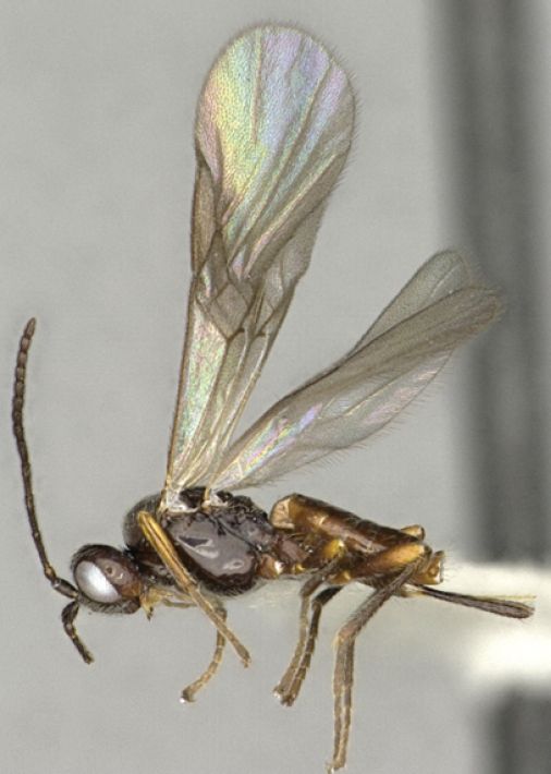 A photo showing a close-up lateral view of a small parasitic wasp specimen. The wasp has a slender, dark body with light brown and yellowish legs. Its antennae are long, segmented, and thread-like, extending forward. The wings are translucent with a noticeable iridescent sheen and distinct venation patterns. The head is small with prominent compound eyes.