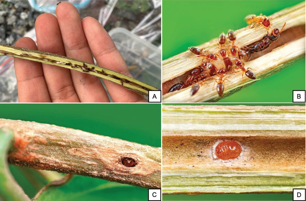 A collage of four close-up images labeled A to D showing interactions between ants and plant stems.