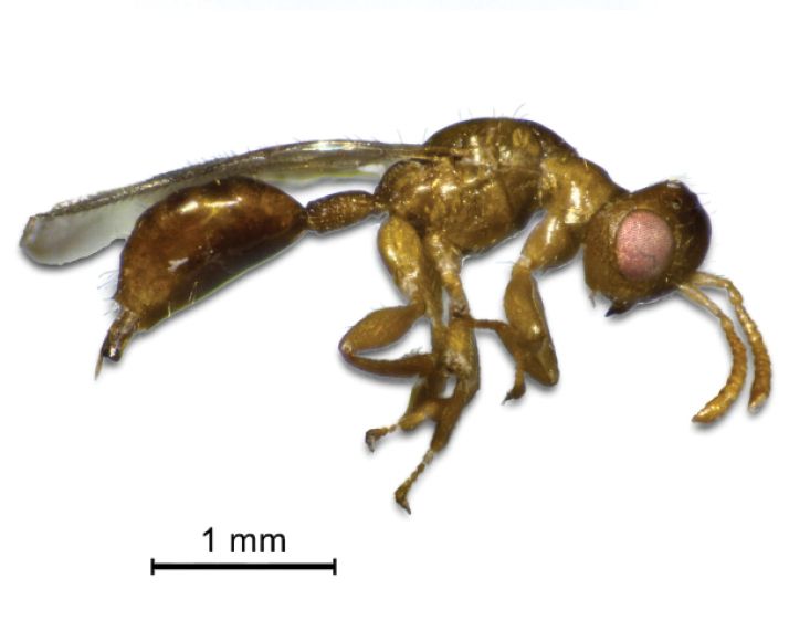 Close-up photo of a parasitic wasp viewed from the side. The wasp is golden-brown in color with large reddish compound eyes, segmented antennae, and transparent wings folded over its back. A black scale bar indicating "1 mm" provides a size reference against the white background.