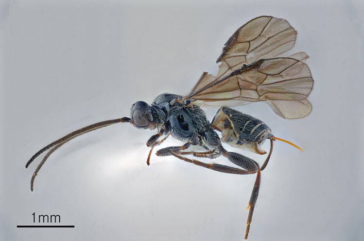 A high-resolution photo of a tiny parasitic wasp viewed from the side against a light background. The wasp has long, slender antennae, transparent veined wings, a shiny black thorax and abdomen, and a distinctive orange ovipositor extending from the tip of its body. The scale bar in the lower left indicates 1 millimeter.
