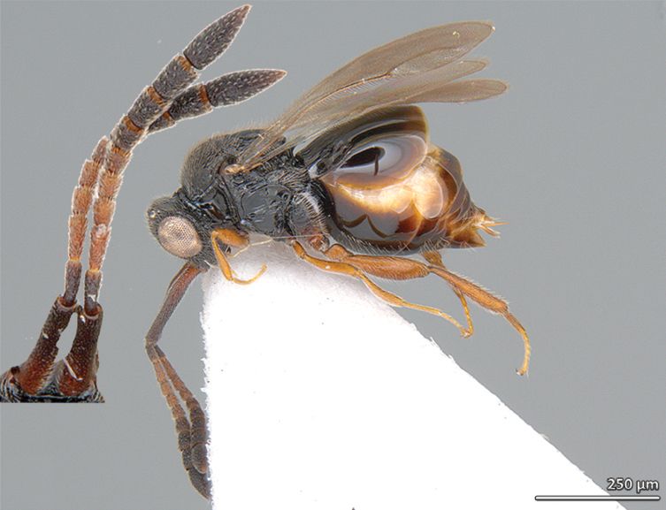 Close-up photo of a small parasitic wasp mounted on a white triangular platform. The wasp has a shiny black body with a large, bulbous, and glossy abdomen featuring translucent golden-brown areas. Its wings are transparent with visible venation and are folded over its back. The legs are yellowish-brown, and the antennae are long, segmented, and appear in the inset for detailed view. A scale bar in the lower right corner indicates 250 micrometers.