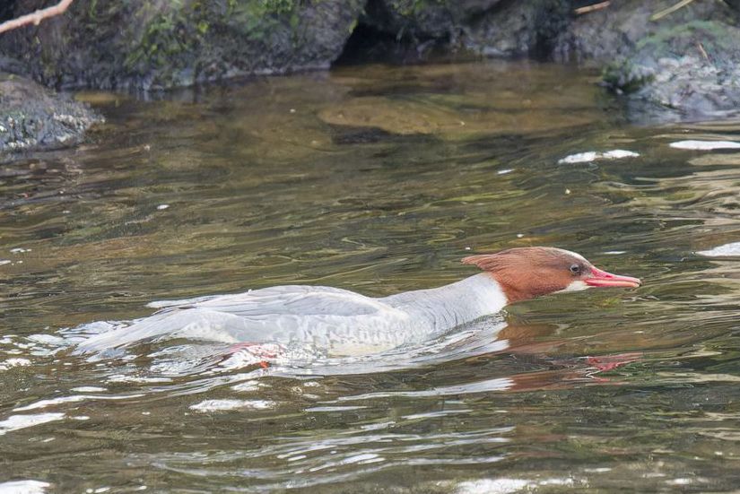 A female Common Merganser, swims in murky water past mossy rocks. It has a reddish-brown head and a grey body. Please visit http://www.lukehaigh.co.uk. #Birds #lukehaigh #birdphotography #photography
