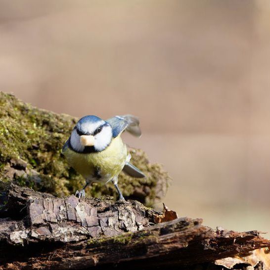 A vibrant European Blue Tit is captured in a close-up on a mossy log, its bright blue cap, yellow breast, and distinctive dark eye-stripe clearly visible. Sunlight highlights the bird and the textured wood. Please visit http://www.lukehaigh.co.uk. #Birds #lukehaigh #birdphotography #photography
