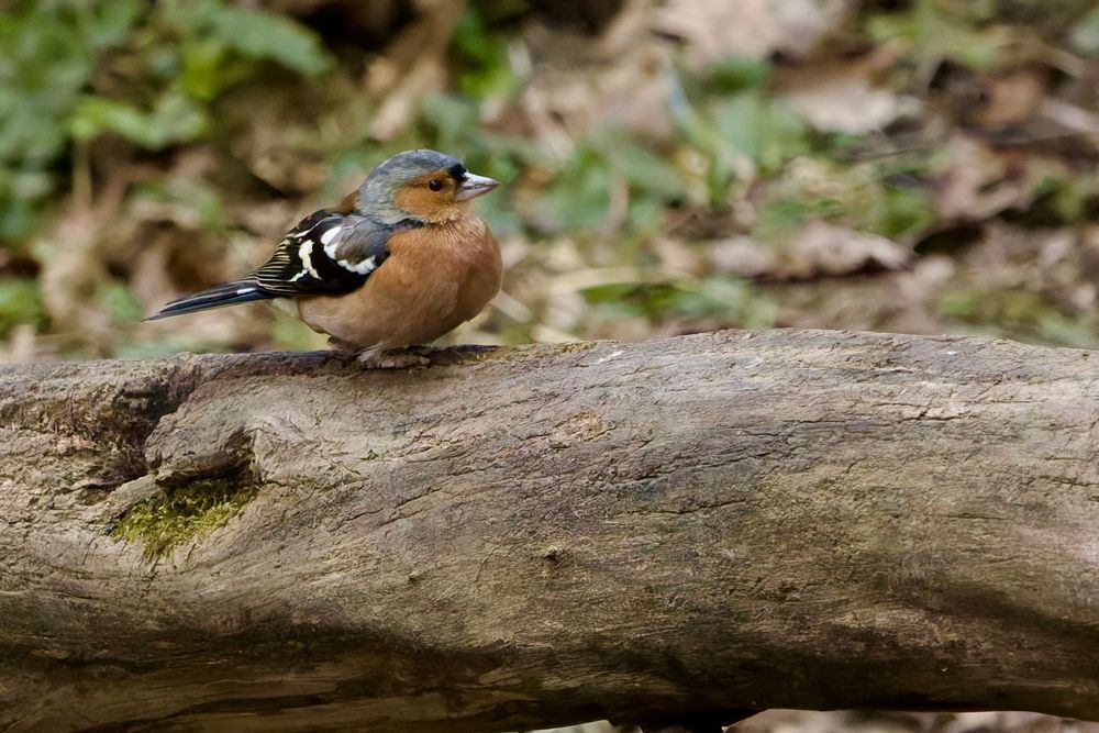 This is a Chaffinch, a common and colourful European finch. The photo, taken by Luke Haigh with a Canon camera, captures the bird perched on a log, showcasing its distinctive plumage against a soft, natural background. #Chaffinch #bird #lukehaigh #photography #canon #photo
