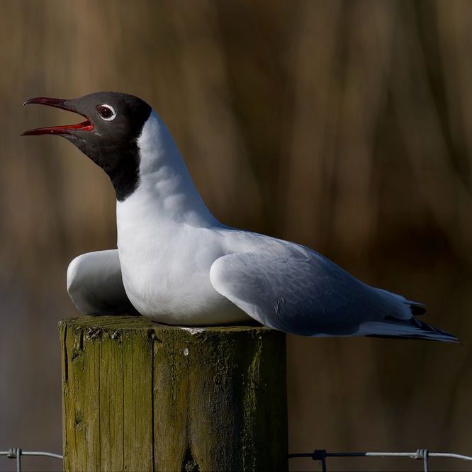 A Black-headed Gull is pictured in profile, perched on a weathered, mossy wooden post. Its dark brown (appearing black) head, red bill, and white body contrast sharply with the blurred, warm-toned background. It is calling, with its beak open. #Birds #lukehaigh #birdwatching #birdphotography #birding