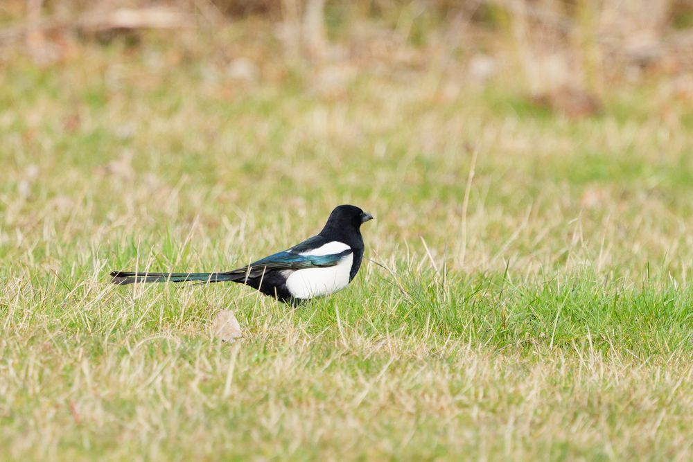 This image captures a European Magpie (Pica pica) on a grassy field. The bird's striking black and white plumage and long tail are prominent against the muted green and brown background. #EuropeanMagpie #bird #lukehaigh #photography #canon #photo 