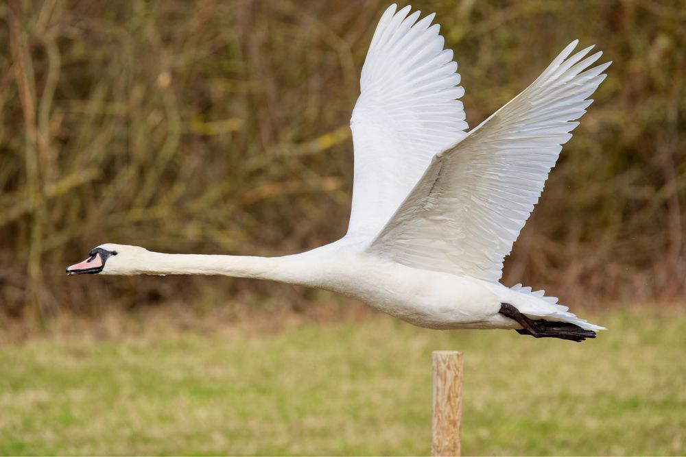 This is a Mute Swan (Cygnus olor). The photo shows the elegant white swan in mid-flight with its wings fully extended, gracefully soaring just above the ground. #muteswan #bird #lukehaigh #photography #canon #photo