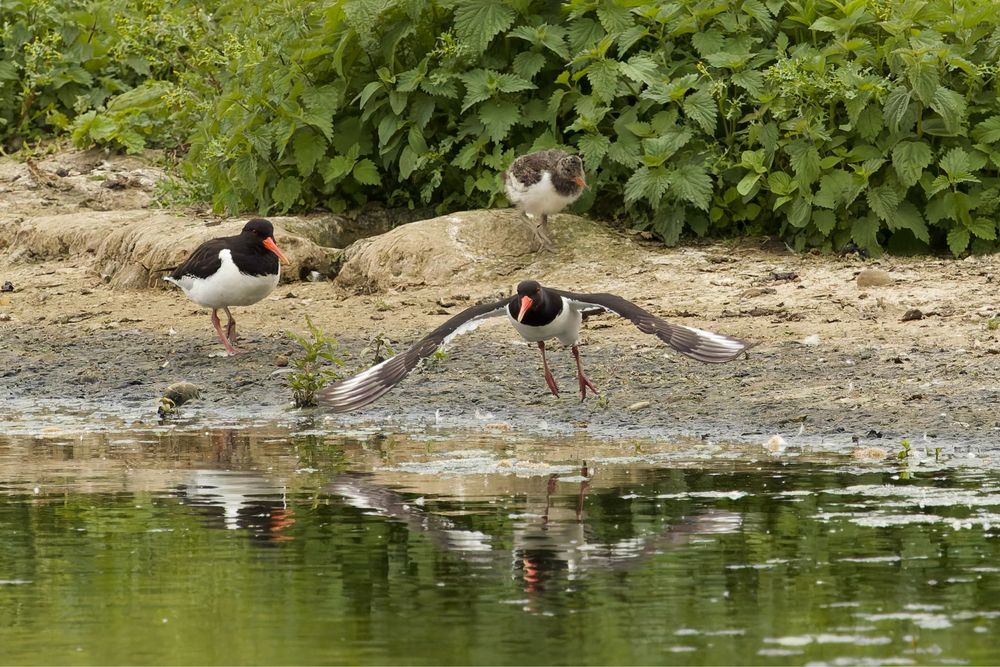 This features Eurasian Oystercatchers, striking black and white waders with bright orange bills. Luke Haigh's Canon photo beautifully captures one mid-flight over water, with two more on the shore nearby, amidst lush greenery. #EurasianOystercatcher #bird #lukehaigh #photography #canon #photo

