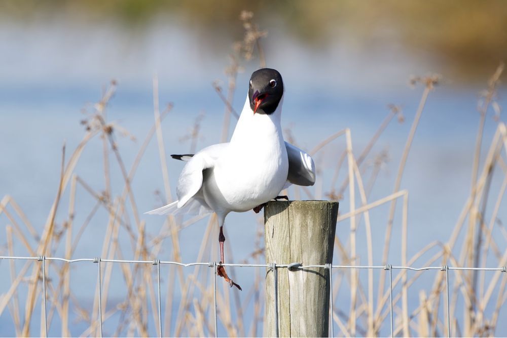 A striking #BlackheadedGull perches on a fence post, its dark hood contrasting with white feathers. Sharp focus on this #bird with blurred natural background. #lukehaigh #photography #canon #photo
