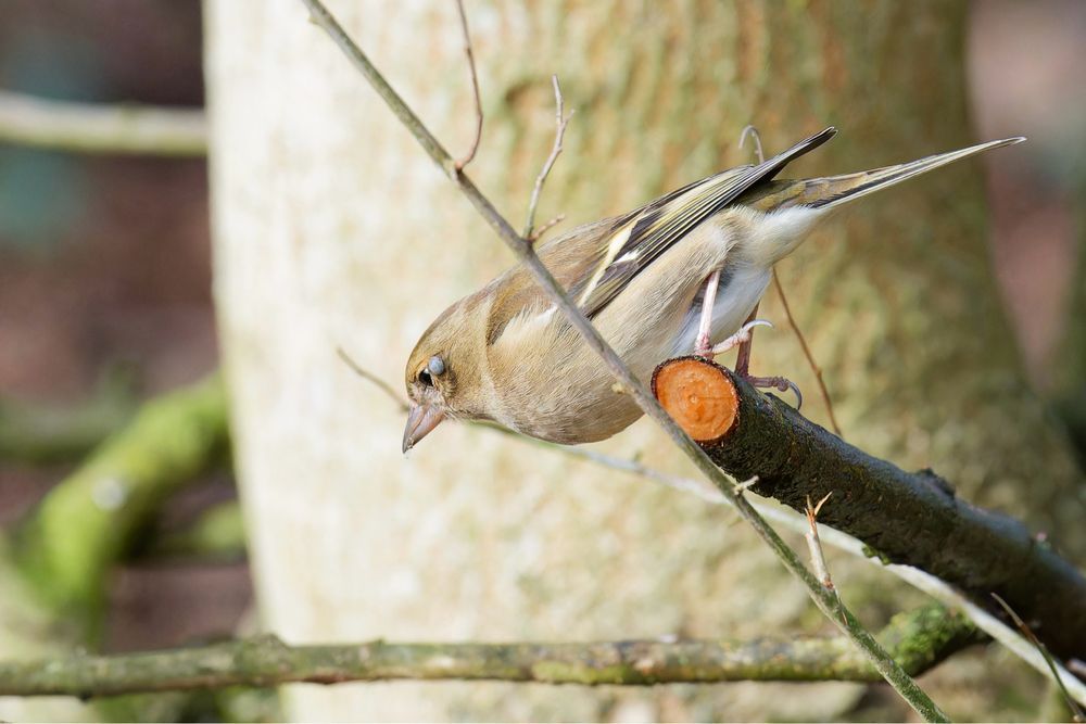 This is a Chaffinch (Fringilla coelebs). The photo shows the bird perched on a branch, looking downwards, with a light-coloured tree trunk blurred in the background. #chaffinch #bird #lukehaigh #photography #canon #photo