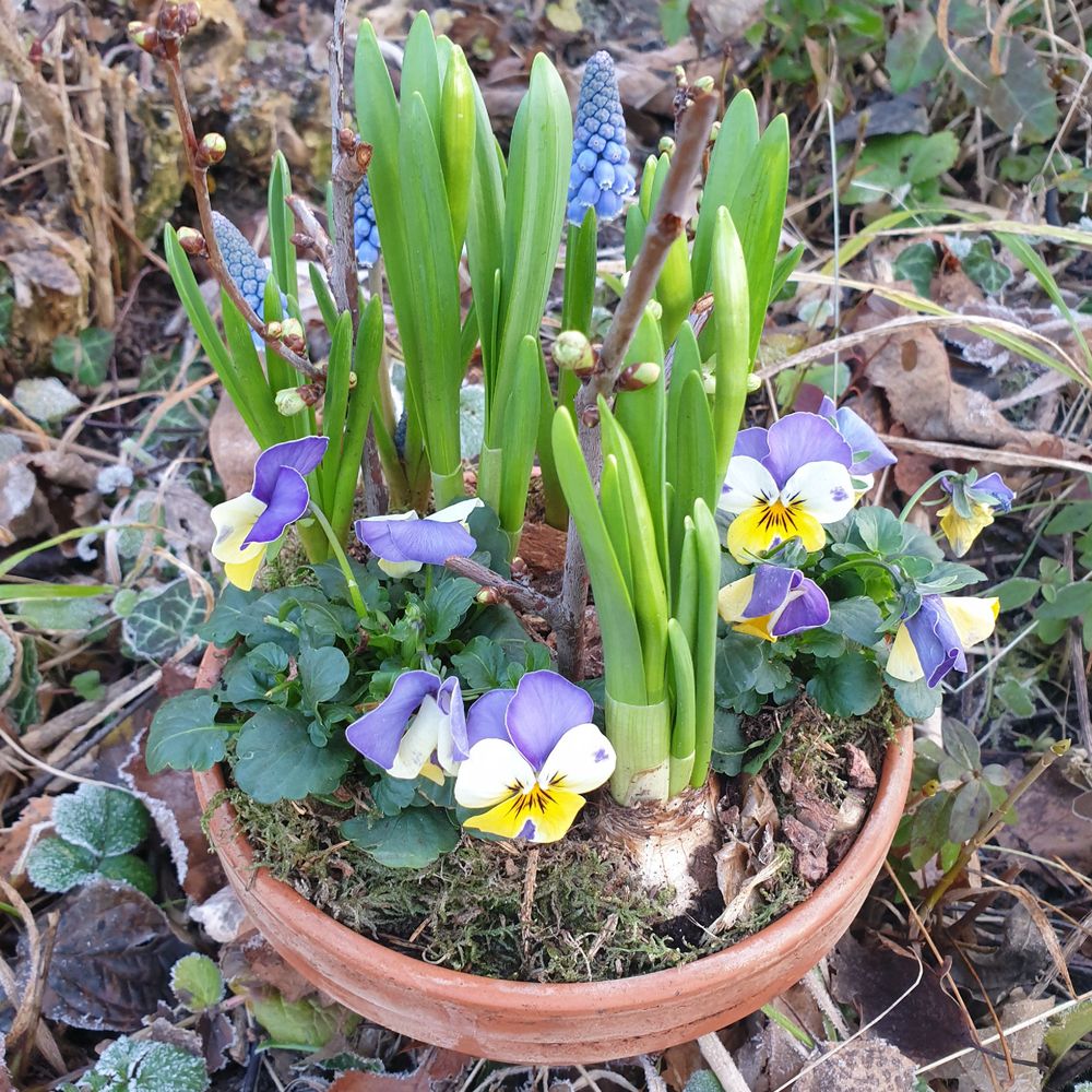 Tonschälchen bepflanzt mit aufblühenden Traubenhyazinthen, gelb-violetten Stiefmütterchen und austreibenden Narzissen. Zwischen die Pflanzen sind einige Obstbaumzweige mit Knospen gesteckt.