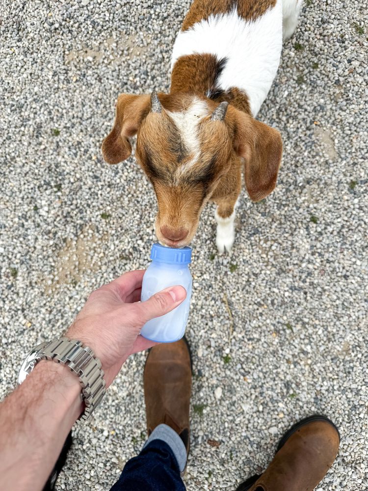 A hand is extended holding a bottle of milk for a single baby goat.