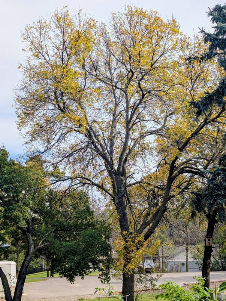 Photo of a large maple tree in a Minnesota backyard, the leaves are turning yellow and starting to drop.
