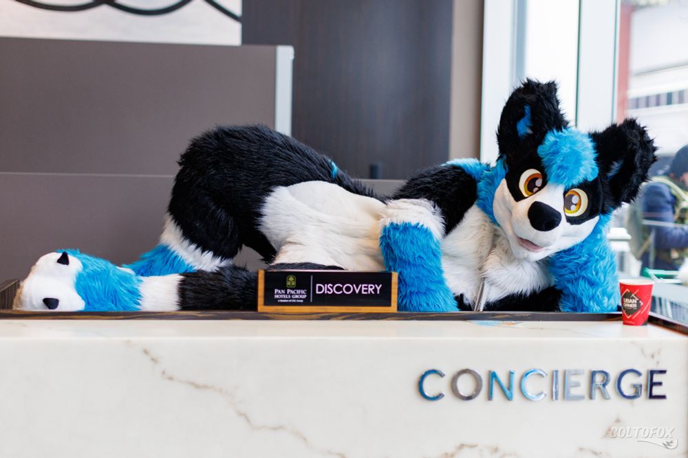 Shadow laying on the concierge desk waiting to assist you
