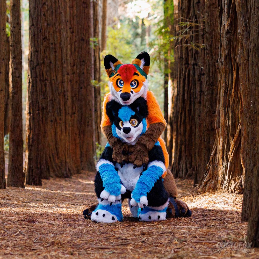Shadow and Colto in a large forest