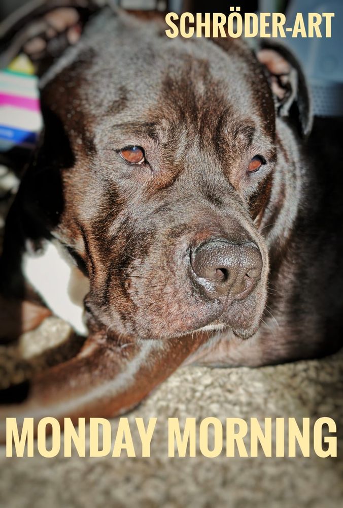 Ein in Sonnenstrahlen getauchter Schrödi-Hund 
