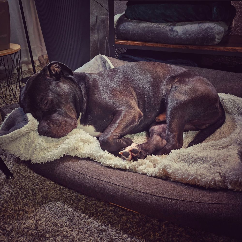 Schrödi träumt im Hundebettchen.